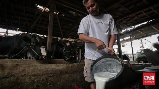 Dilema Pasokan Susu di Tengah Rencana Program Makan Free of charge