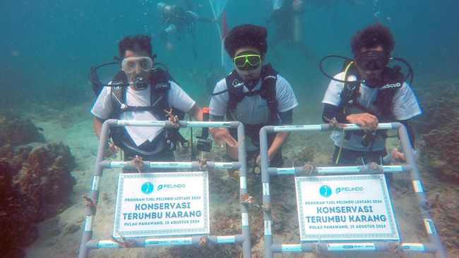 Pelindo Terminal Petikemas Tanam 632 Bibit Terumbu Karang di Pahawang