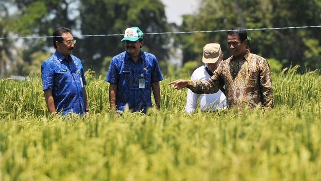 3 Strategi Mentan Amran Jadikan RI Lumbung Pangan Dunia