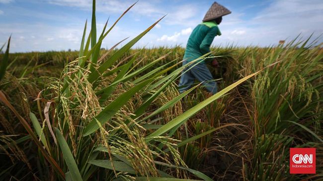 Wamentan Klaim Program Cetak Sawah Tak Serta-merta Babat Hutan