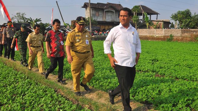 Amran Libatkan Mahasiswa-Petani Milenial Kelola Sawah, Gaji Rp10 Juta