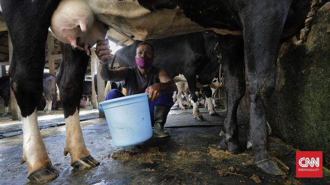 Financial institution Tanah Siapkan Lahan di Poso Buat Produksi Susu Free of charge Prabowo