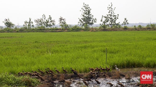 Warga Merauke Siap Garap Cetak Sawah Baru Didampingi Kementan