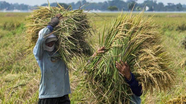 Mentan Kerek Goal Produksi Beras Sulsel Jadi 32 Juta Ton pada 2025