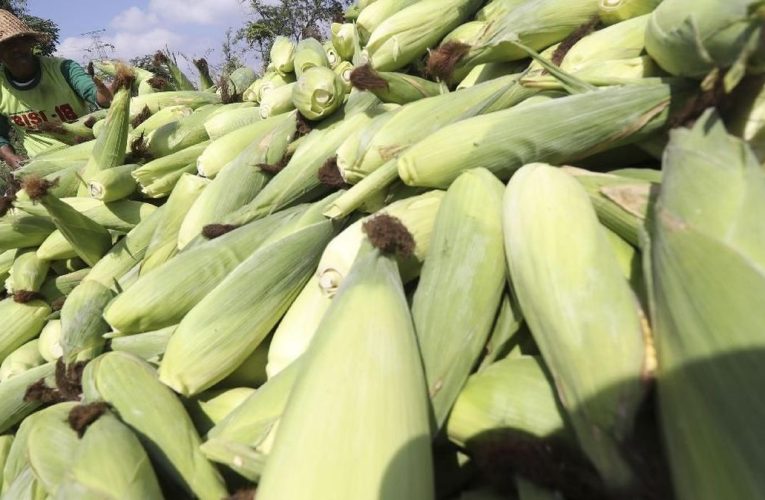 HPP Jagung Resmi Naik Jadi Rp5.500 according to Kg