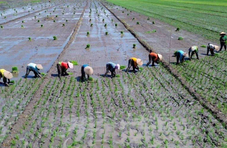 Geliat Pertanian Diguyur Anggaran Ketahanan Pangan Rp115 T