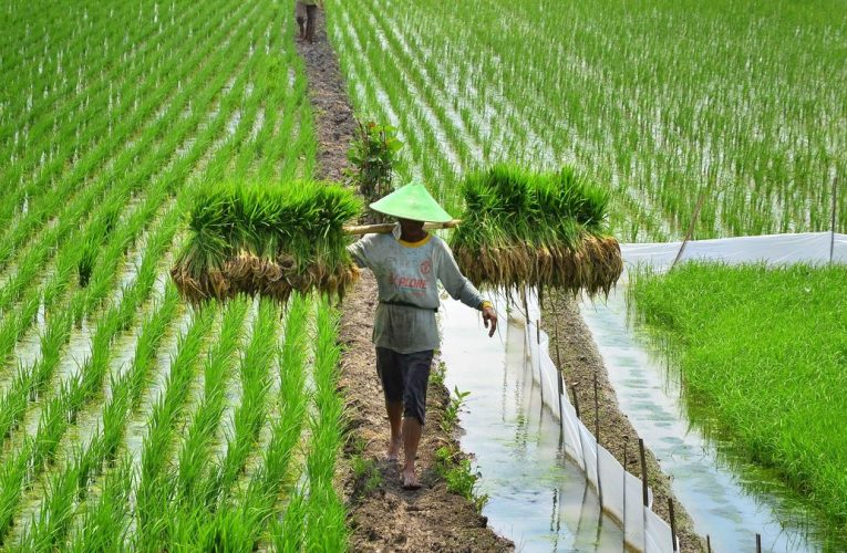 Hanya Guyana Negara yang Mampu Swasembada Pangan