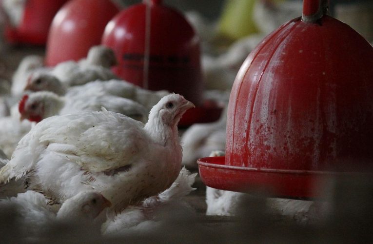 Bapanas Harap MBG Dongkrak Harga Ayam yang Sedang Anjlok