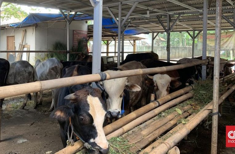 Permintaan Sapi Kurban Naik 10 Persen Meski Banyak PHK