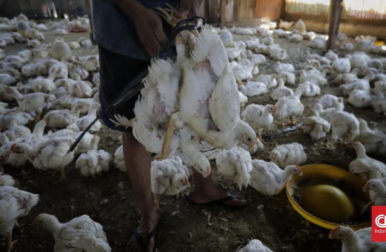 Harga Ayam Anjlok, Kementan Naikkan HPP Jadi Rp18 Ribu consistent with Kg