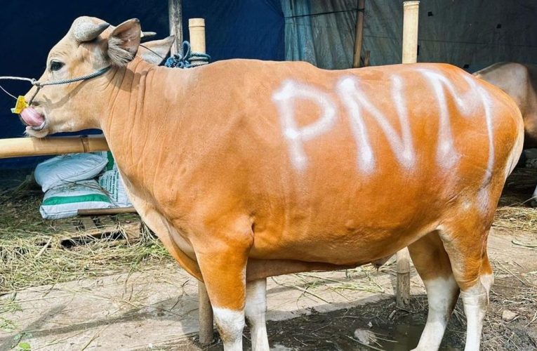 Syukuran HUT ke-26, PNM Berbagi Lewat Sedekah Kurban di 26 Wilayah