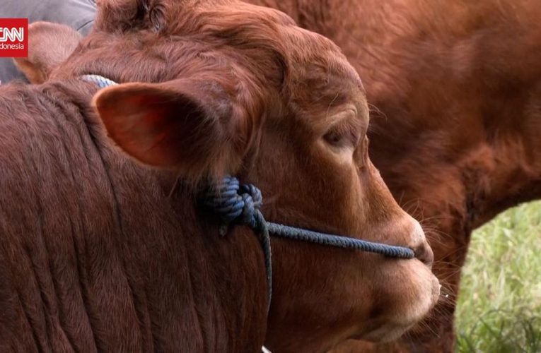 Jelang Idul Adha, Penjualan Hewan Kurban Turun