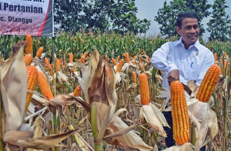 Mentan Tegaskan Produksi Jagung RI Surplus