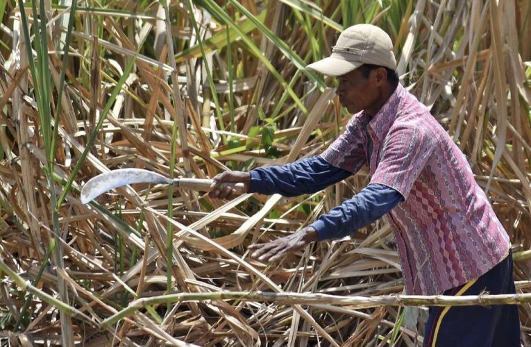 Mentan Mau Bongkar 500 Ribu Ha Lahan Petani Imbas Tebu Kurang Manis