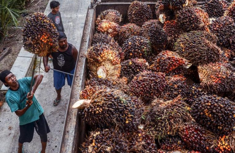 Ekspor Batu Bara RI Anjlok, CPO dan Turunan Melambung consistent with Mei 2025