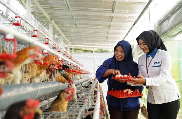 Perkuat Ekonomi dan Pangan, PNM Bagikan 240 Ekor Ayam Petelur